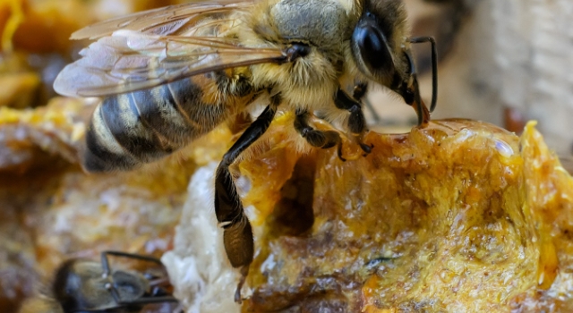 İftarda ve Sahurda Propolis Tüketerek Ramazan’ı Sağlıkla Geçirin