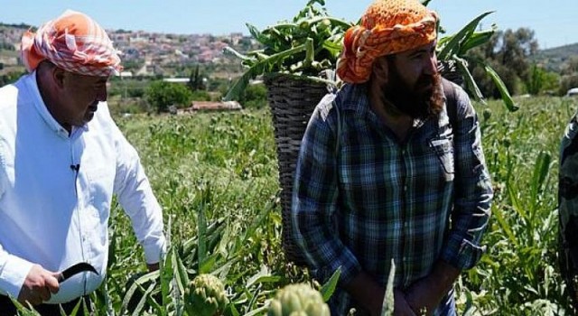 Çeşme’de sakız enginarı tarlada kalmayacak!