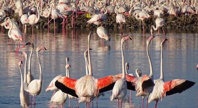 İzmir’in yavru flamingoları dünyaya gözlerini açtı