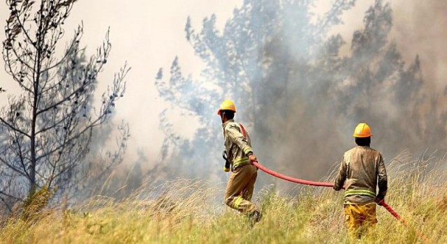 OGM her yıl 300 milyon yeni fidan dikiyor