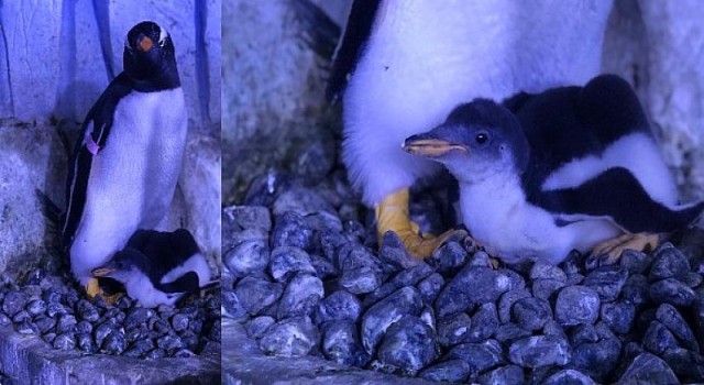 Akvaryum’da 2. Bebek Penguen Mucizesi