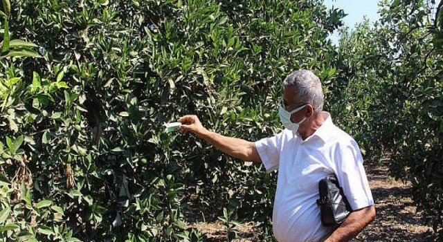 Antalya Büyükşehir Belediyesi’nden Kumlucalı üreticilere faydalı böcek