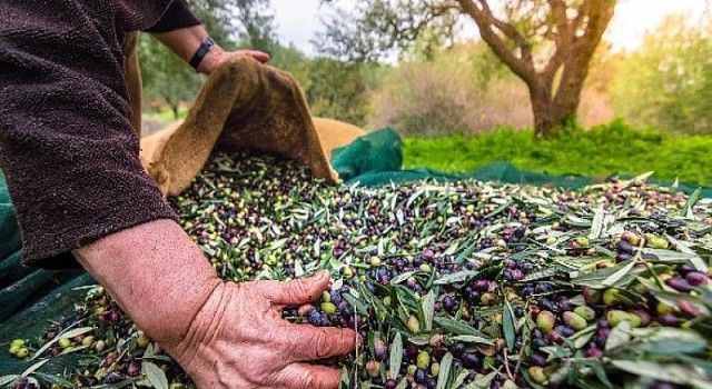 Zeytin ve zeytinyağı ihracatı 2021’in ilk yarısında 136 milyon dolara ulaştı