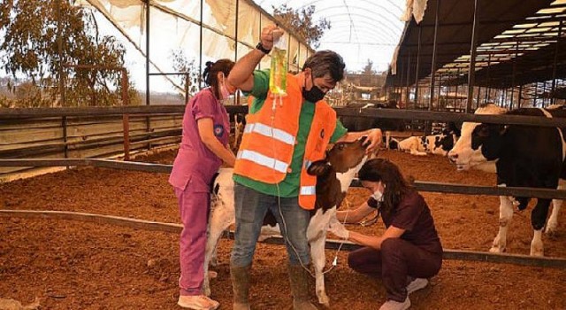 Yangın bölgesinde yaralı hayvanlar tedavi ediliyor