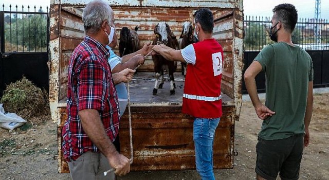 Kızılay’dan Manavgat’a küçükbaş hayvan yardımı