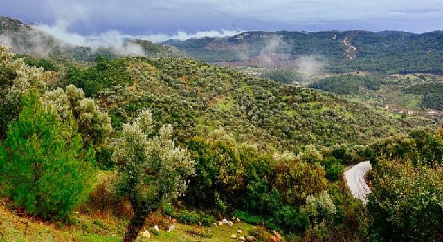 Zeytin ağaçları davayı kazandı