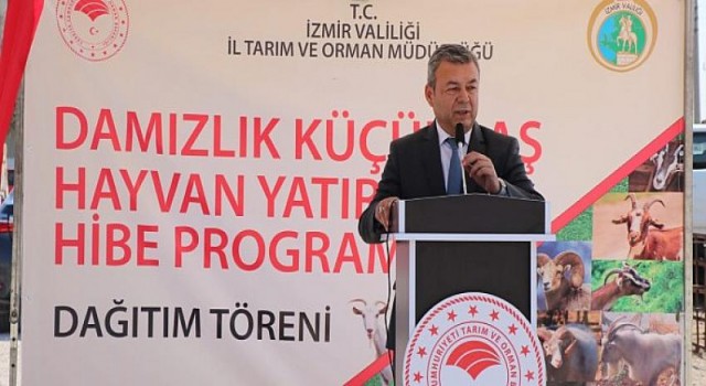 İzmirli Üreticilere 4 bin 800 Küçükbaş Hayvan Hibe Edildi