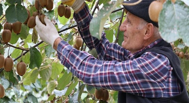 Beykoz Kivisi’nde Hasat Zamanı