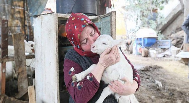 Aydın Büyükşehir Belediyesi’nin Koyun Hibe Desteği İle Sürüler Büyüyor