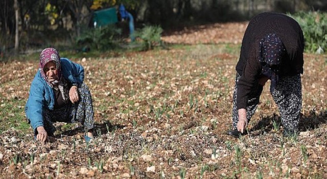 Büyükşehir Belediyesi kooperatifleri destekliyor