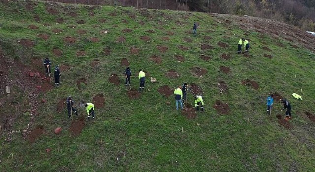 Büyükşehir’den Gölcük Hisareyn’e bal ormanı