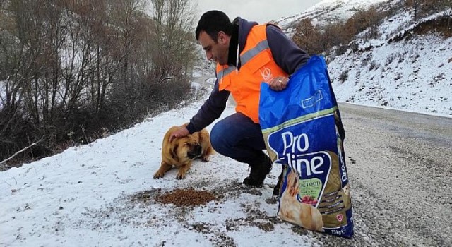 Şefkatli Ellerden Sokak Camlılarına Kış Yiyeceği