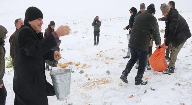 Drone İle Görüntülenen Dağ Keçilerine Yiyecek Bırakıldı