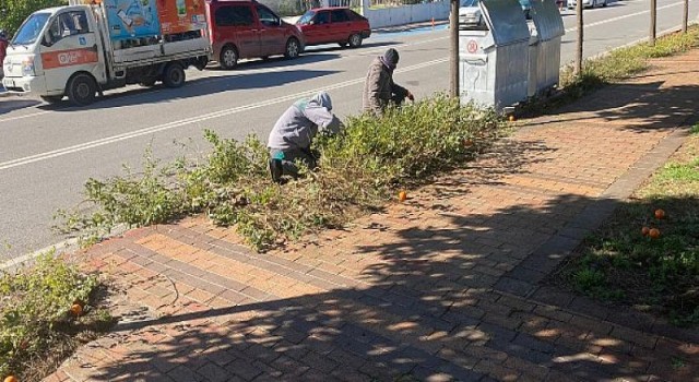 Kemer’de Yeşil Alanlarda Bakım Çalışmaları