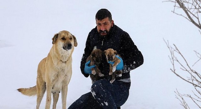 Van’da Kar Oyuğunda Yuvalanan Yavru Köpekler İçin Yeni Yuva