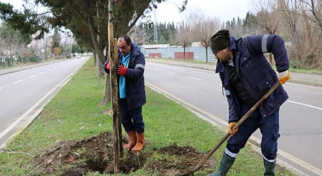 Ağaçlandırma Gölcük İpek Yolunda devam ediyor