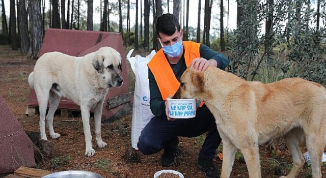 Büyükşehir ormanlık alanda bulunan hayvanları besledi