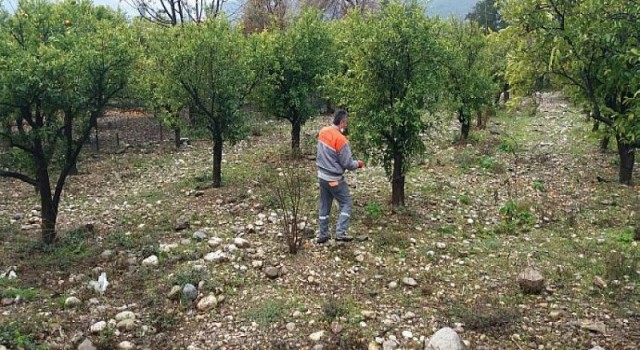 Kemer’deki Yeşil Alanlarda Gübreleme Çalışmaları