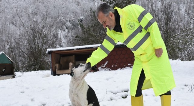 Sokak hayvanları Bursa’da sahipsiz değil