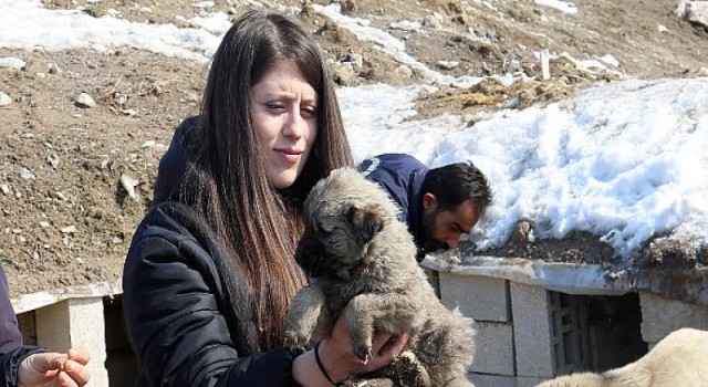 Van Büyükşehir, Sokak Hayvanları İçin Besleme Etkinliği Düzenledi