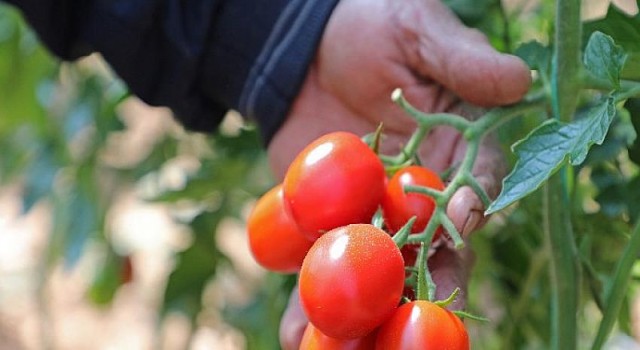 Büyükşehir domates güvesine ‘ışık tuzak’ kurdu