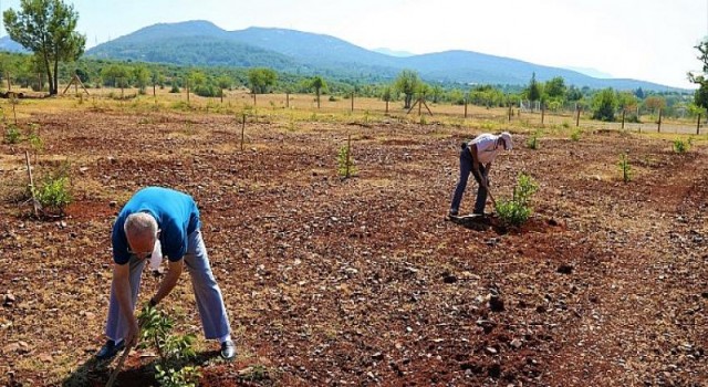 Büyükşehir’den yaşlı ve engelli vatandaşlar için ceviz bahçesi