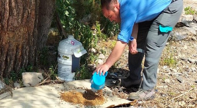 Kemer Belediyesinden Sokak Hayvanlarına Mama Desteği