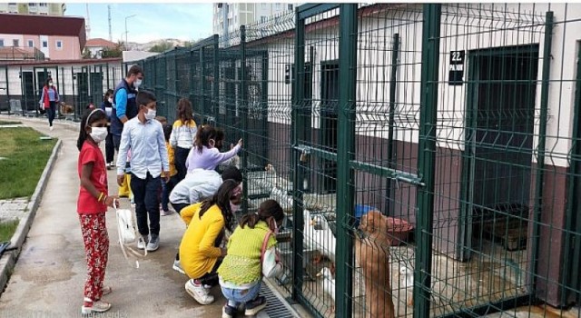 Sincan Belediyesi Hayvan Barınağına Sokak Hayvanları Günü’nde Yoğun İlgi