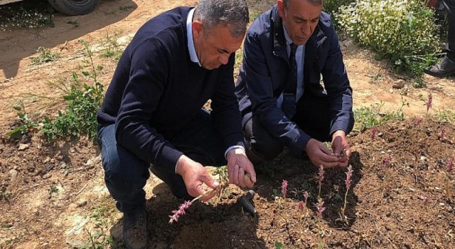 Beydağ Belediyesi Salep Hasadını Gerçekleştirdi