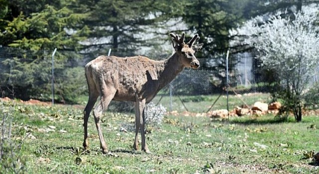 Doğal Yaşam Parkı’ndaki kızıl geyiklerin yeni yuvası Spil Dağı