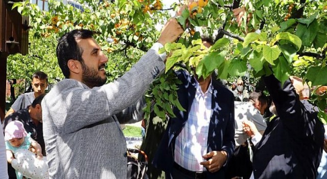 Bağcılarlılar kayısı hasadında buluştu