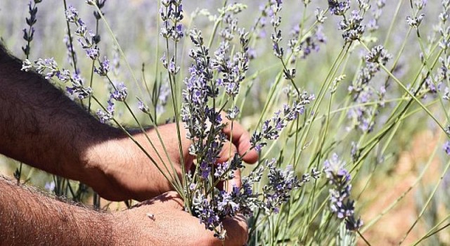 Harran Üniversitesinden Verimsiz Toprakları Verimli Hale Getirme Çalışması