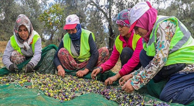 Bur-Bel Zeytinleri Altın Suyu’na Dönüştü