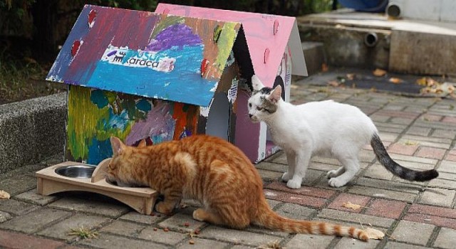 Çocuklar Karaca’nın Kedi Evlerini Patili Dostları için Renklendirdi