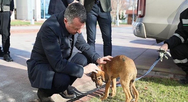 ’’Hayvanları sadece yasalarla değil vicdanlarımızla koruyabiliriz’’