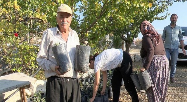 Antalya Büyükşehir’den çiftçiye keçiboynuzu desteği