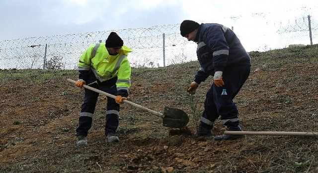 TEM&#39;in Gebze güzergâhında yeşil seferberlik