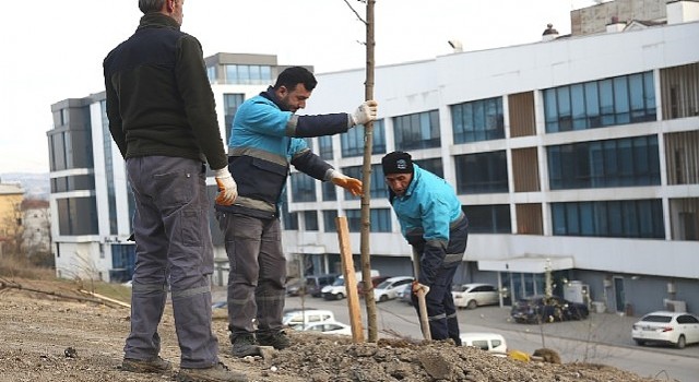 Nilüfer&#39;de ağaçlandırma çalışmaları başladı