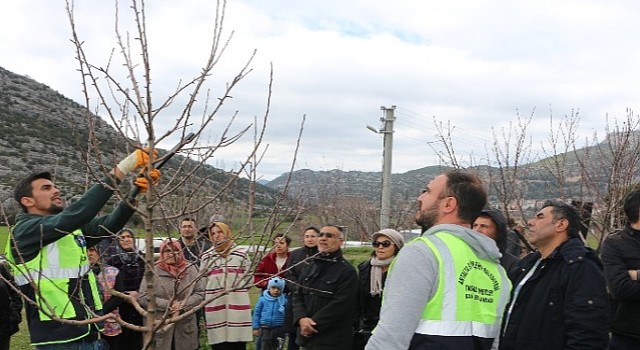 Akseki ve Demrede budama ve aşılama eğitimi verildi