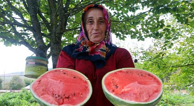 Çilek bahçesi tesisi ve karpuz tohumu