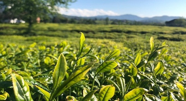 Lipton Doğu Karadenizde Çay Hasadına Başladı