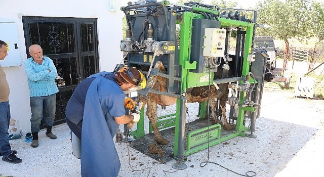 Antalya Büyükşehirin hayvancılığa desteği sürüyor