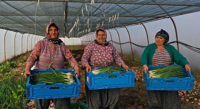 Kocaeli Büyükşehir Belediyesinden kooperatiflere yüzde 75 hibeli tarım desteği