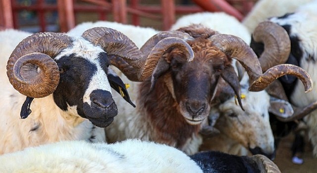 Van da Kurban Satış ve Kesim yerleri belirlendi