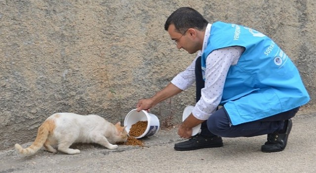 Yenişehir Belediyesi sokak hayvanlarını yalnız bırakmıyor