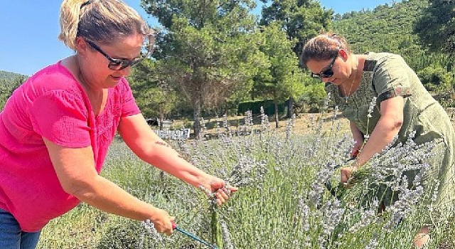 Bodrum Belediyesi, Garaova Tarım Park&#39;ta üretilen lavantaların hasadına başladı.