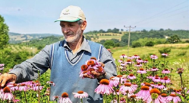 Ekinezya Hasat İçin Gün Sayıyor