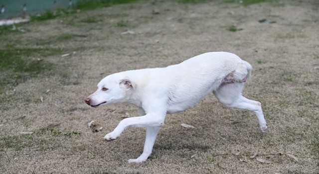 Karşıyakanın ampute köpekleri emin ellerde