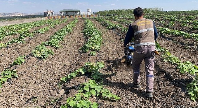 Keçiören belediyesi bostanında hasat başladı 