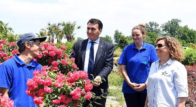 Tarihi İnkaya Çınarı Geleceğe Taşınıyor